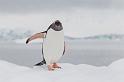 131 Antarctica, Neko Harbor, ezelspinguin